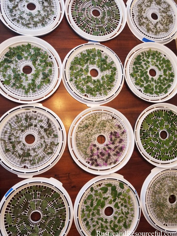 Drying Herbs