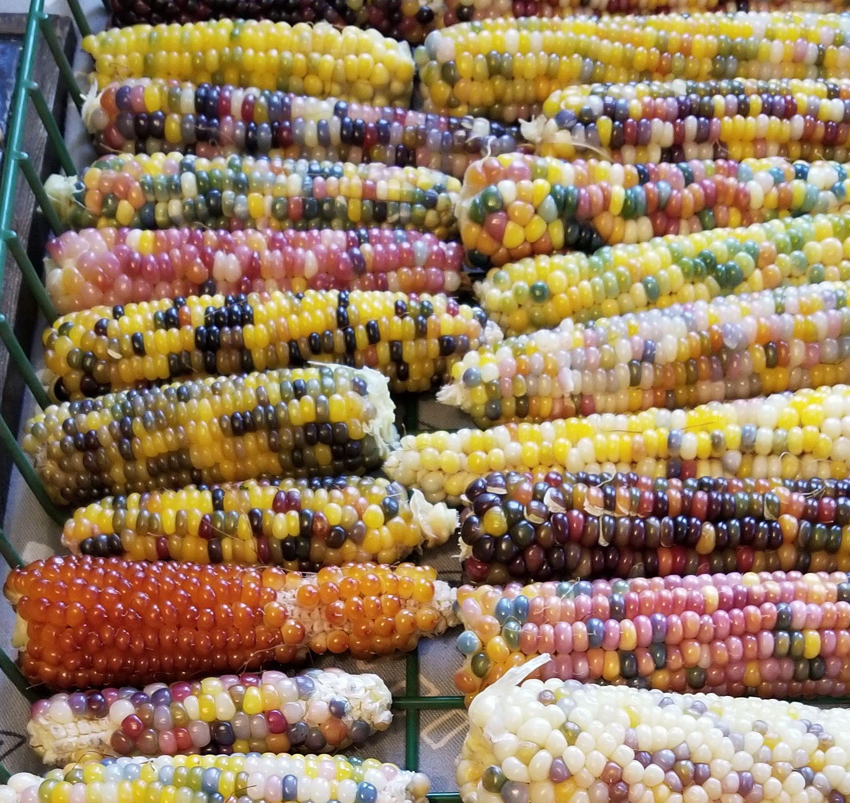 Homegrown Sea Glass Popcorn