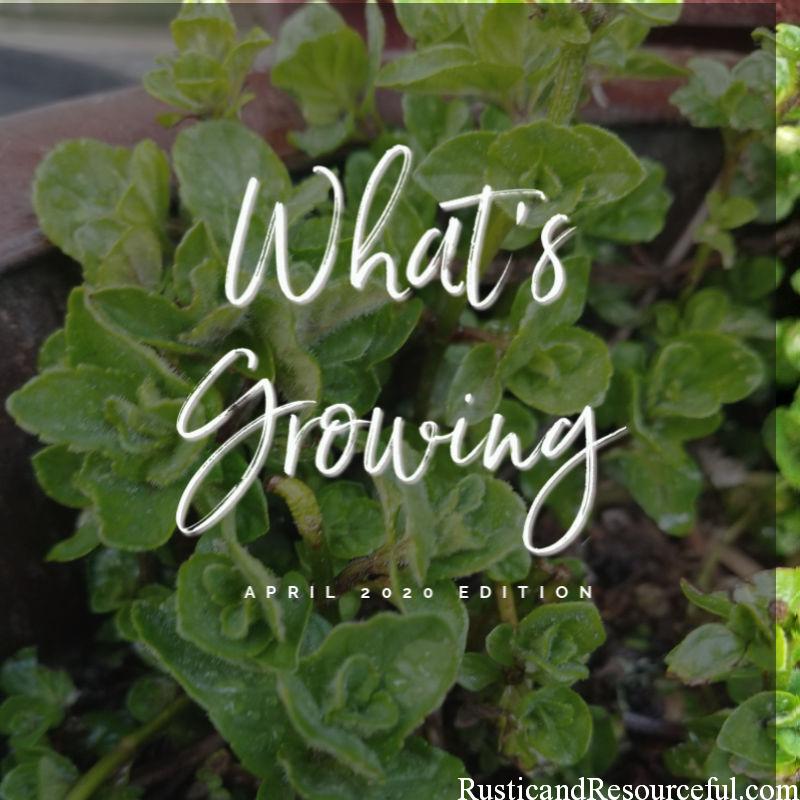 What’s Growing – April 2020 Edition
